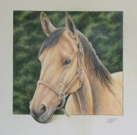 Recent Work - Horse - Color Pencil